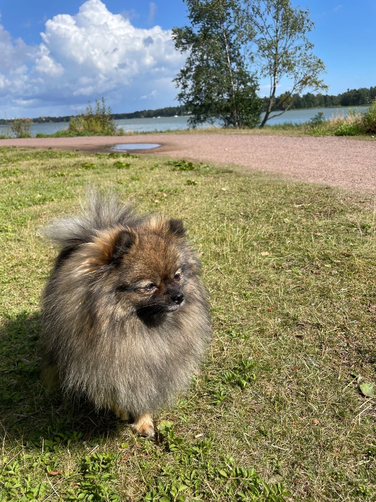 Upsy De Tom Pouce Du Canigou